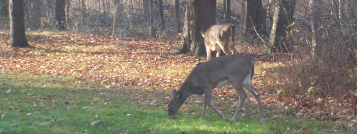 hunting-marinette-county-wisconsin